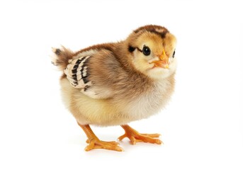 Obraz premium A small chick standing on a white surface looking forward with its feathers and orange feet visible