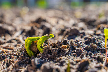 The first pea germinal leaves sprouting in the vegetable garden, close-up