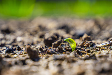 The first pea germinal leaves sprouting in the vegetable garden, close-up
