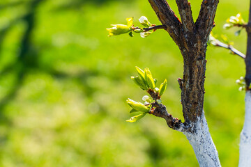 Blooming plum tree close-up. Beginning of tree flowering
