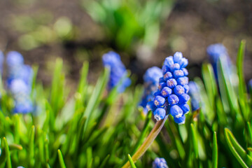 Blooming blue muscari close-up, sunny day