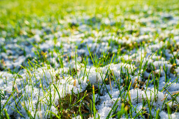 Sunny spring morning, snow melting on green grass. Lawn covered with snow in spring