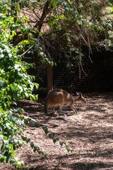 Obraz premium Kangaroo in Perth Zoo. They are indigenous to Australia and New Guinea