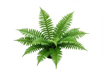 Overhead view of a fern plant with vibrant green leaves against a white background studio shot