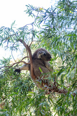 Koala, an arboreal herbivorous marsupial native to Australia, sleeping on the tree in Perth Zoo