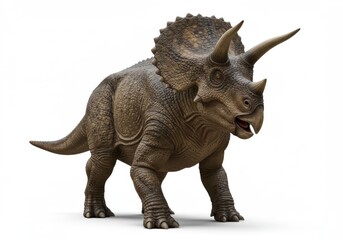 Fototapeta premium Full body shot of a triceratops dinosaur with horns and frill standing on a white background plain studio
