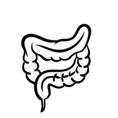 hand-drawn sketch human intestine illustration
