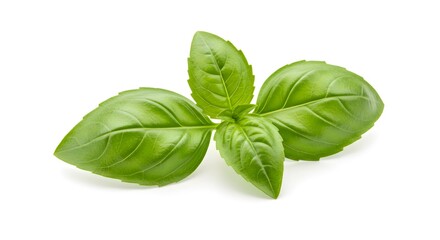 Obraz premium Fresh basil isolated on white background