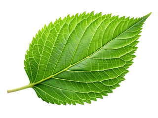 Obraz premium Green Leaf Texture