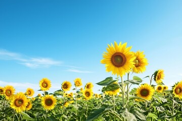 Obraz premium Vibrant Sunflowers Blooming Under Bright Blue Sky in a Lush Green Field on a Sunny Day