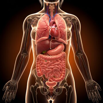Female Anatomy Showing Internal Organs and Skeletal System Illustration