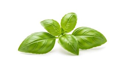 Sweet Basil isolated on white background
