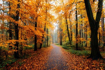 Fototapeta premium Autumn forest path with orange and yellow leaves