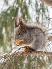 The squirrel with nut sits on tree in the winter or late autumn