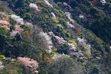 日本の低山に自生する山桜