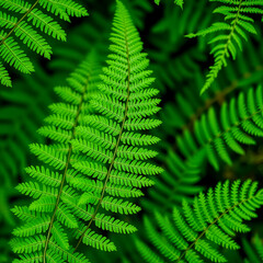 Green fresh fronds of fern natural macro floral background