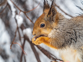 Fototapeta premium The squirrel with nut sits on tree in the winter or late autumn