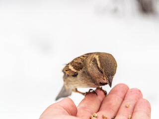 A sparrow sits on a man's hand and eats seeds.