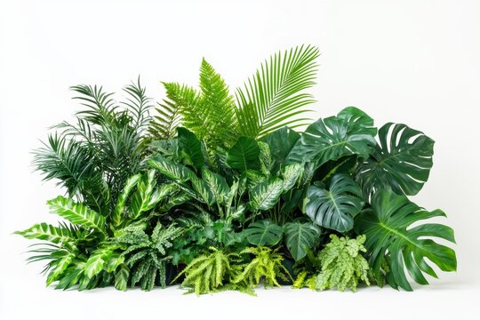 Lush Tropical Plants