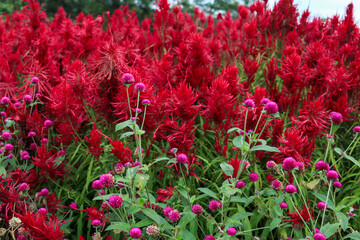 A close-up view of a dense patch of vibrant red Celosia flowers.