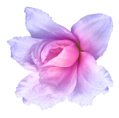 Naklejka premium Lily flower on isolated background with clipping path. Closeup. For design. View from above. Nature. 