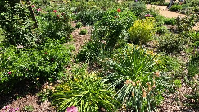 footage of a gorgeous spring landscape with colorful flowers and lush green trees and plants at Descanso Gardens La Canada Flintridge California USA
