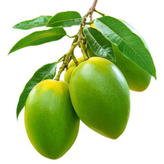 Fresh Green Mangoes with Glossy Leaves Isolated on Transparent Background,green mango with leaf,Mangoes with Lush Leaves, tropical fruit, healthy food,green leaf,Cluster of Fresh Green Mangoes,Ai