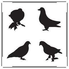 Pigeon silhouette, Pigeon illustration , Pigeon clipart, Pigeon vector , Pigeon icon , black Pigeon, Pigeon illustration on white background, Pigeon vector illustration ,