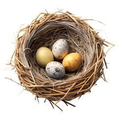 Obraz premium nest with eggs