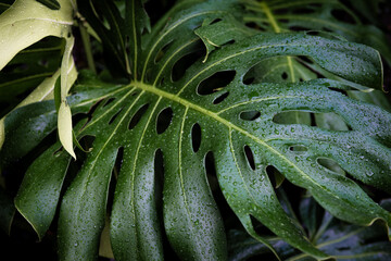 Rain drop on monstera plant leaf deep green nature background