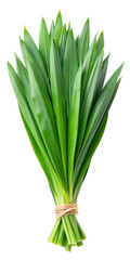 Fototapeta premium green PANDAN LEAVES