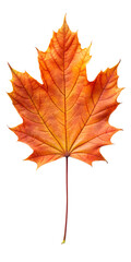Obraz premium autumn maple leaf