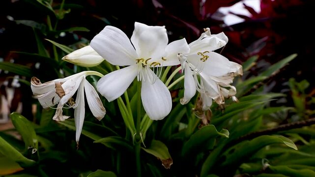 Crinum Asiaticum L or lily, this plant is used as an ornamental flower, which is planted in the yard