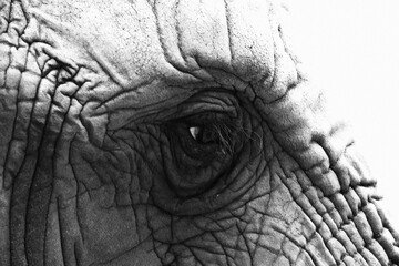 A portrait of an African Elephant (Loxodonta africana) in black and white. The majestic animal’s large ears, wrinkled skin, and powerful trunk are captured in striking detail,