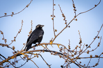 A Carrion Crow (Corvus corone) on a branch. The intelligent black bird perches calmly, its glossy feathers shimmering in the light. With a sharp beak and keen eyes,