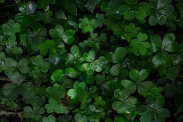 Fototapeta premium botanical background of spring foliage in a garden, sunny day after rain