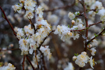 White plum blossoms have bloomed on branches covered in snow. Small snowflakes rest on the delicate petals and buds. The brown branches of the tree contrast with the white color of the flowers and sno © Олег Струс