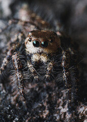 extreme close up of a male heavy-bodied jumping spider (Hyllus semicupreus)
