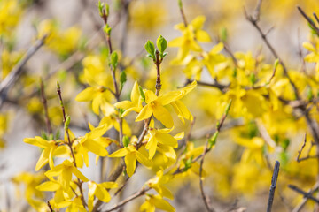 Yellow forsythia signals the beginning of spring. - Forsythia koreana