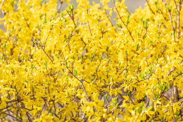 Yellow forsythia signals the beginning of spring. - Forsythia koreana