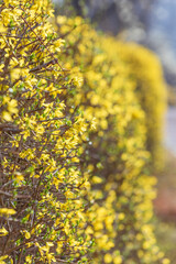 Yellow forsythia signals the beginning of spring. - Forsythia koreana