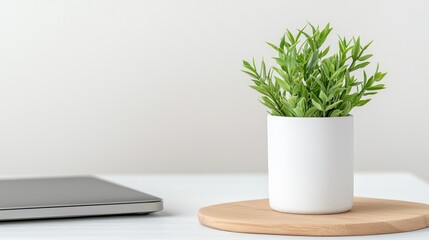 Serene minimalist green plant in white pot on wooden surface