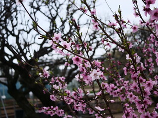 薬用植物園のモモが咲いた