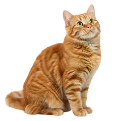 Fototapeta premium Curious Cat Sitting and Looking Up