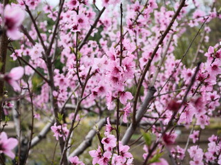 薬用植物園のモモが咲いた
