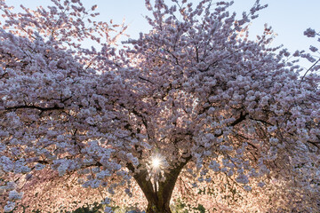 Sun shining through a beautiful cherry blossom tree in full bloom