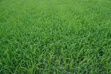 Rice seedlings, the beginning of rice seedlings or a rice plant