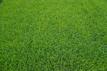Rice seedlings, the beginning of rice seedlings or a rice plant