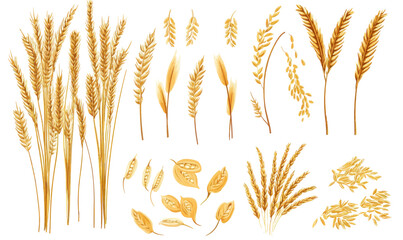 Minimalist Vector Design of Wheat and Rice Elements for Harvest and Agriculture Themes