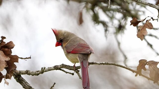 Close-Up: Bright Female Cardinal in Tree Branches